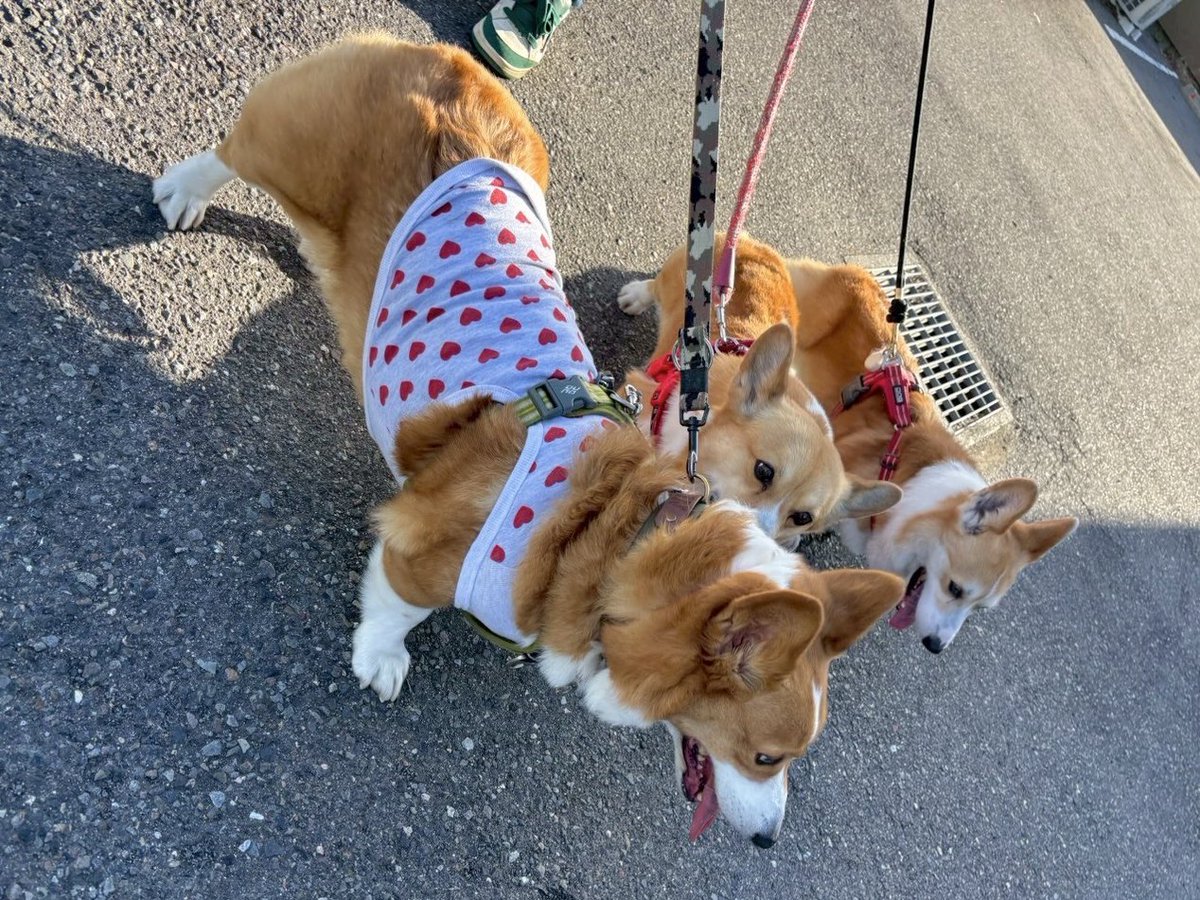 ★ EIN ★@甘えん坊コーギー☻ tweet media