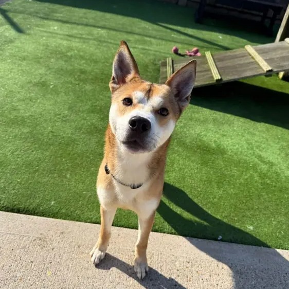 Dogs Trust 💛🐶 tweet media