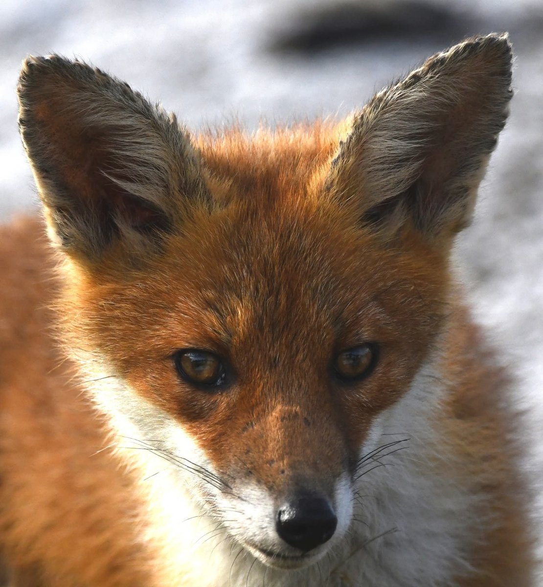 Gweebarra Conservation Group tweet media