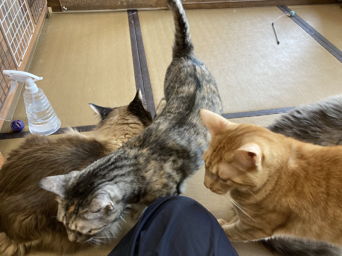 kamome-gty tweet media