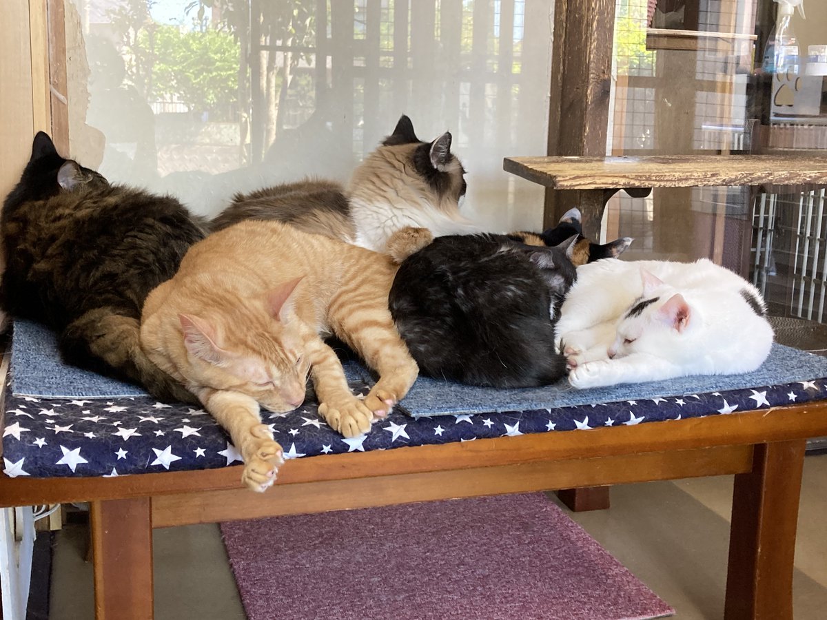 kamome-gty tweet media