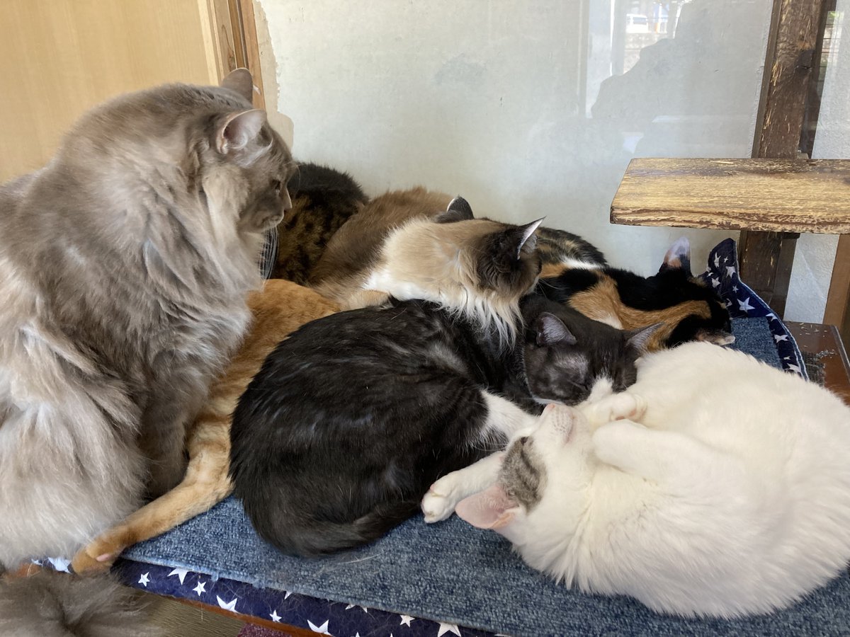 kamome-gty tweet media