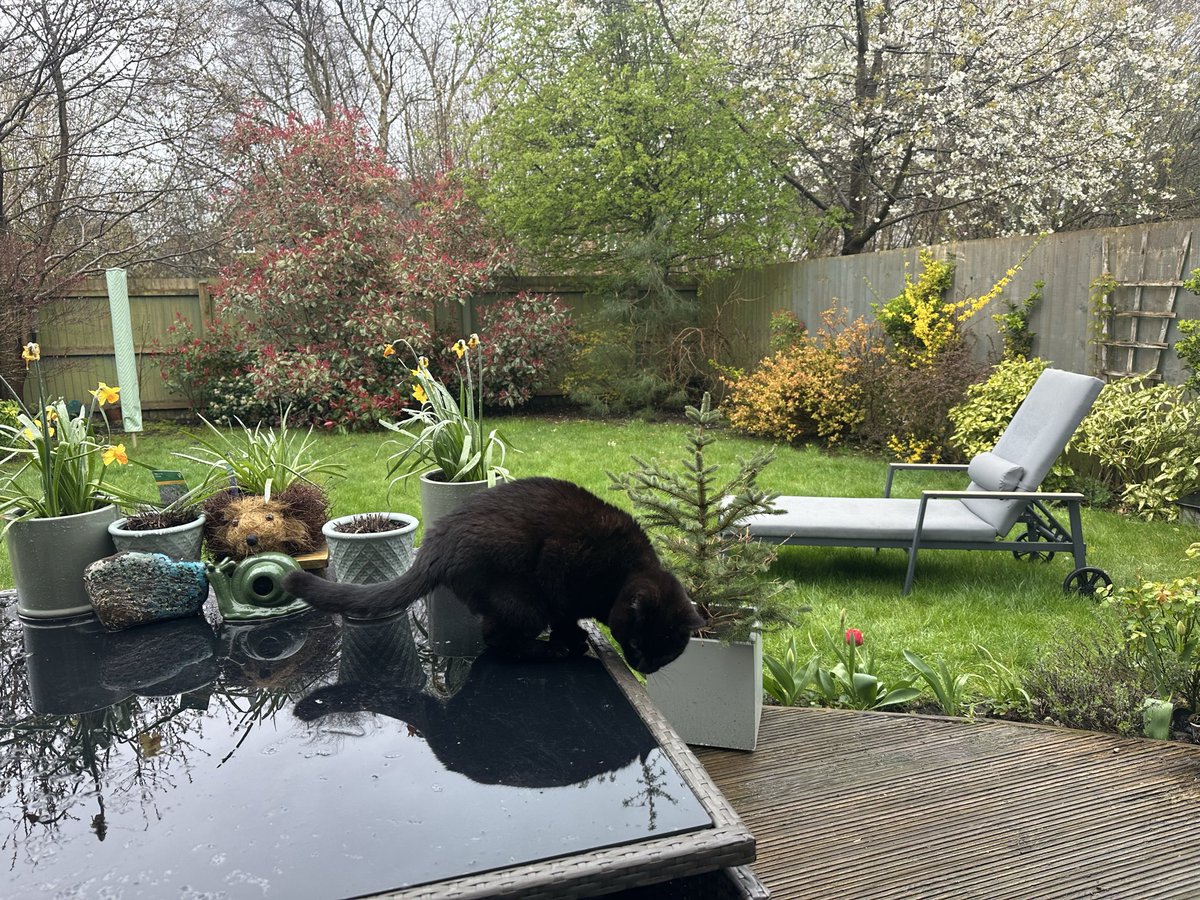 MunchPudding's tweet image. Good morning furiends &amp;amp; Happy #Friyay!! 😻  It’s raining this morning!! ☔️ First of all I sat under the sun lounger but then despite it being that fine rain that gets you really wet, I decided to sit ON the sun lounger! I’m going to need a #Grumple 🐾 😺 💦 #Hedgewatch