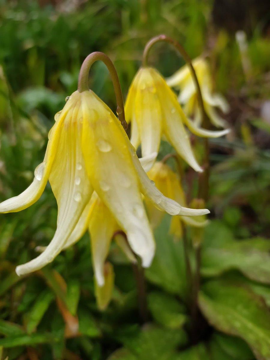 Alison Pailing tweet media