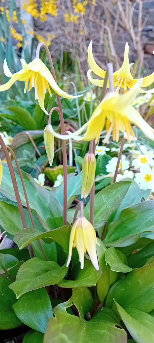 Alison Pailing tweet media