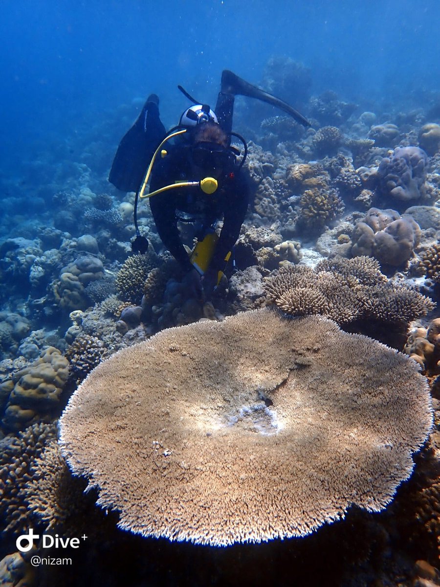 Turqoise Lab tweet media