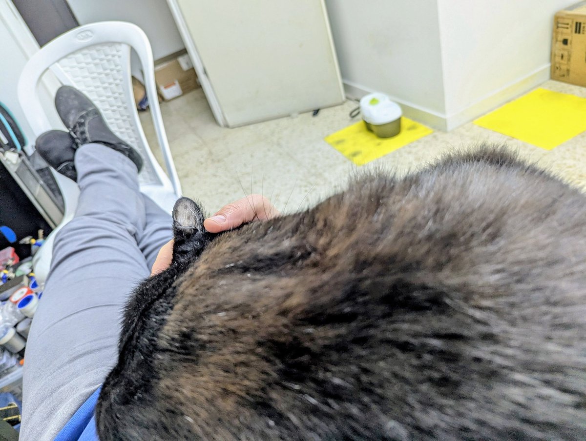 I K 🐈🏴 tweet media