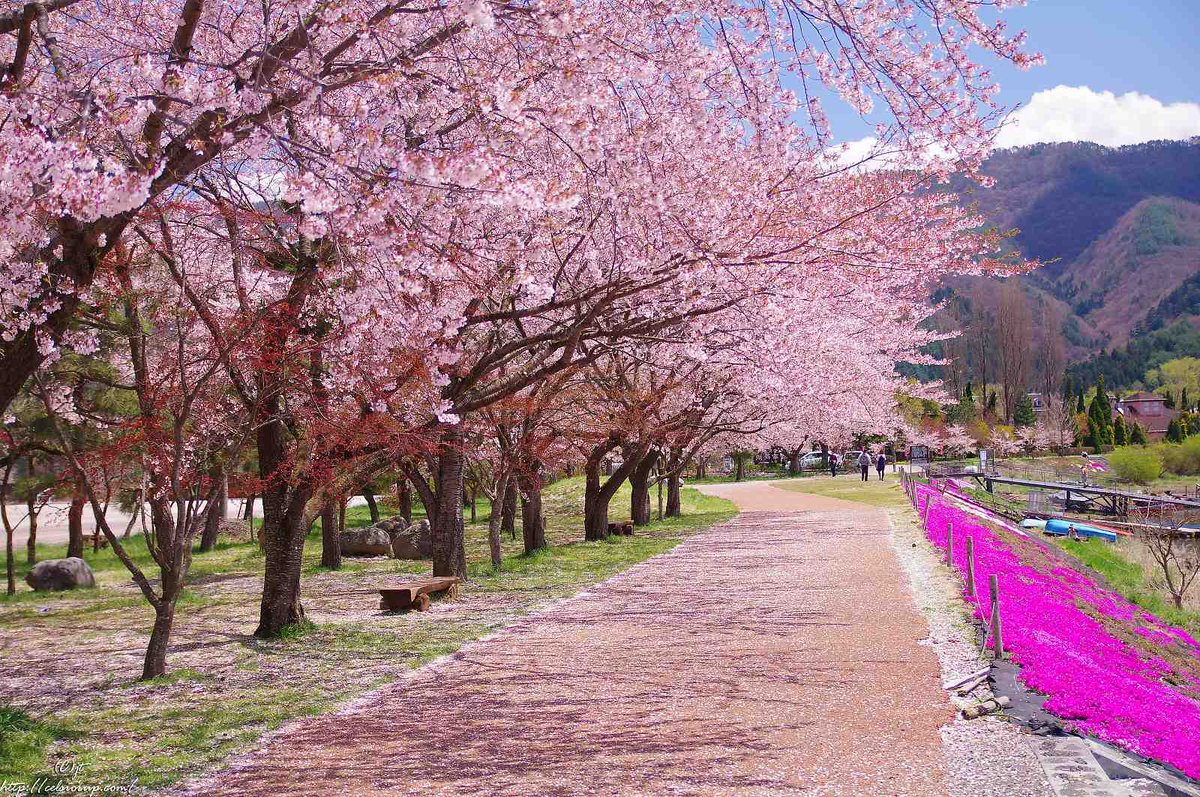 Gaijintacle | Retazos de Japón tweet media