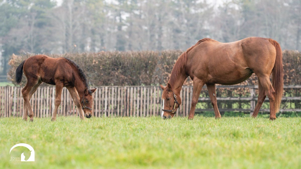 Blue Diamond Stud tweet media