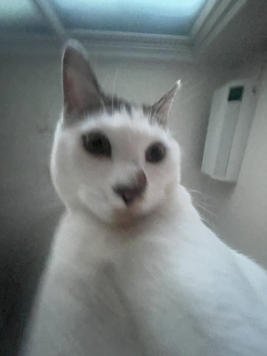 강순대 tweet media