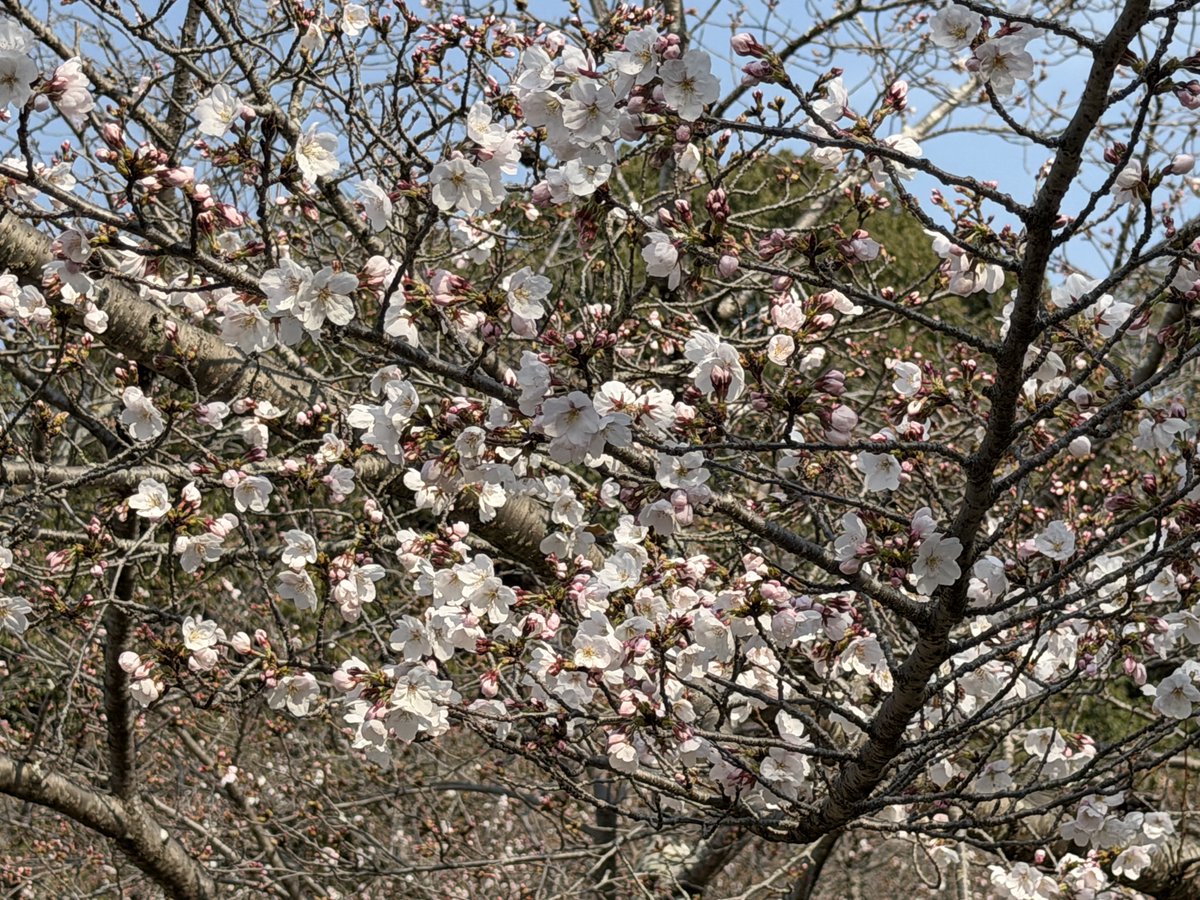 鼻ぺちゃこあちゃん tweet media