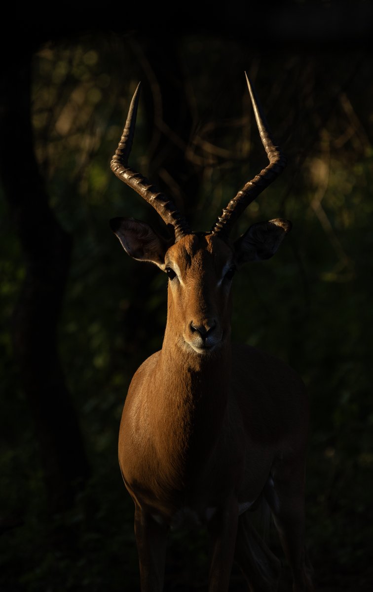 CanonRSA's tweet image. Light finds its way through the bush.
Framing detail where it matters most.

Shot on Canon EOS R7
RF 100–500mm lens

📸: Ruth Anne Smit 

#CanonRSA #ShotOnCanon #GiraffeSilhouette #AfricanSunset