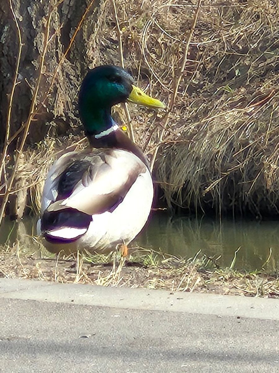 К-поп скуф (dictor_ribin) tweet media