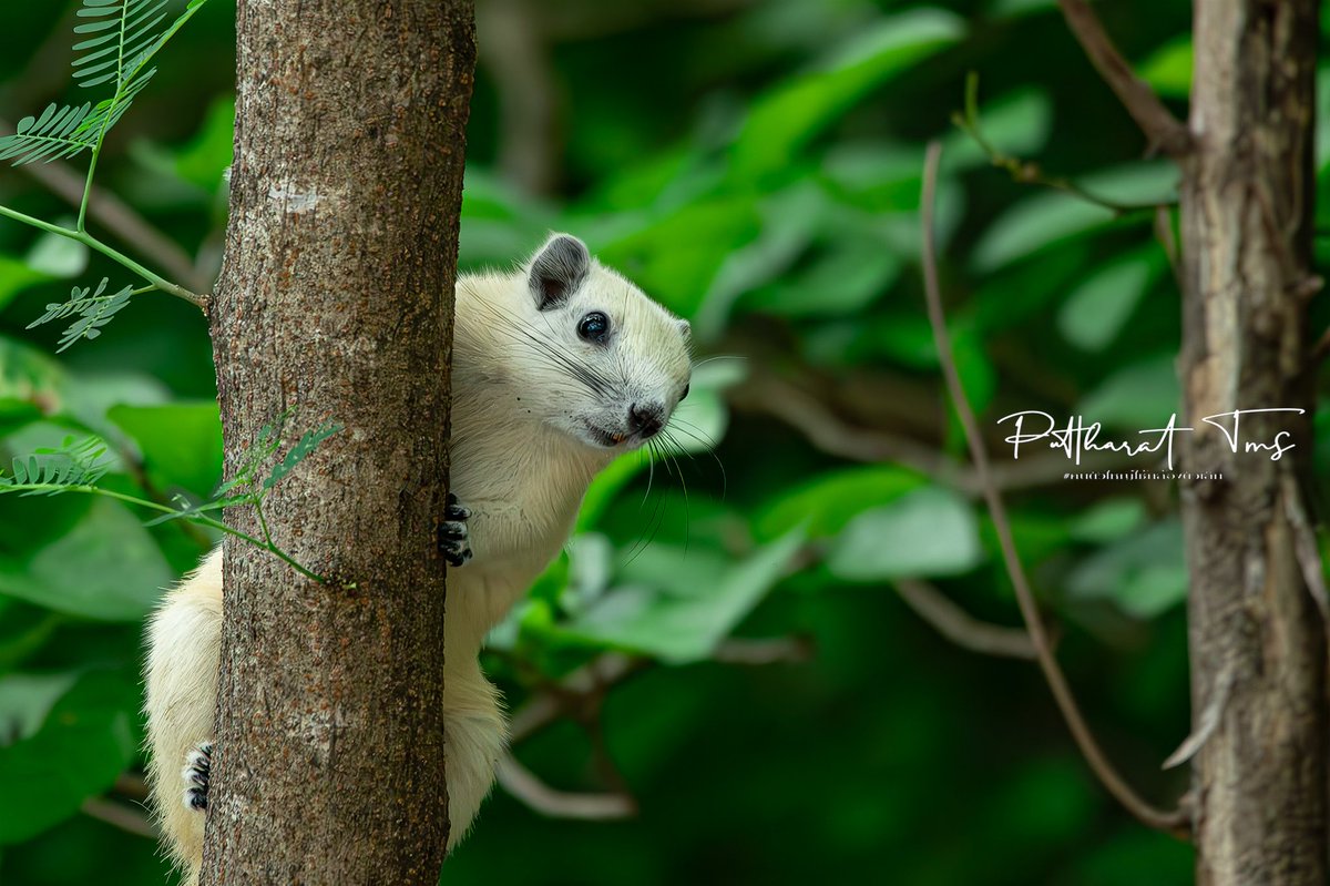 กรมอุทยานแห่งชาติ สัตว์ป่า และพันธุ์พืช tweet media