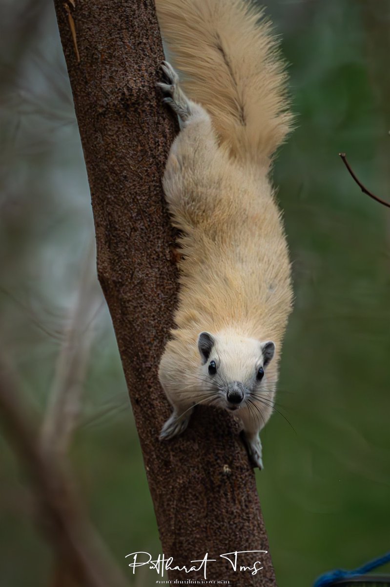 กรมอุทยานแห่งชาติ สัตว์ป่า และพันธุ์พืช tweet media