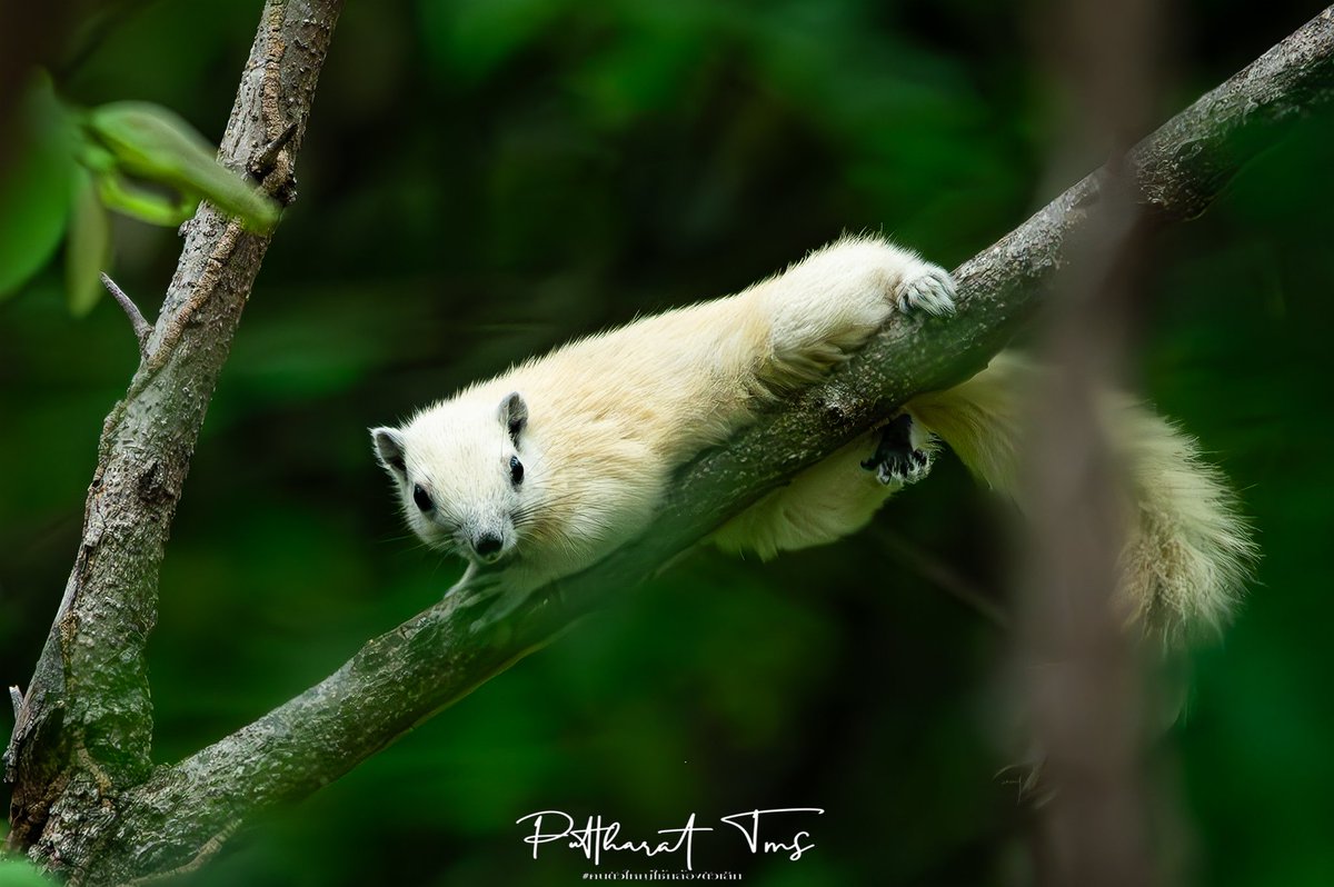 กรมอุทยานแห่งชาติ สัตว์ป่า และพันธุ์พืช tweet media