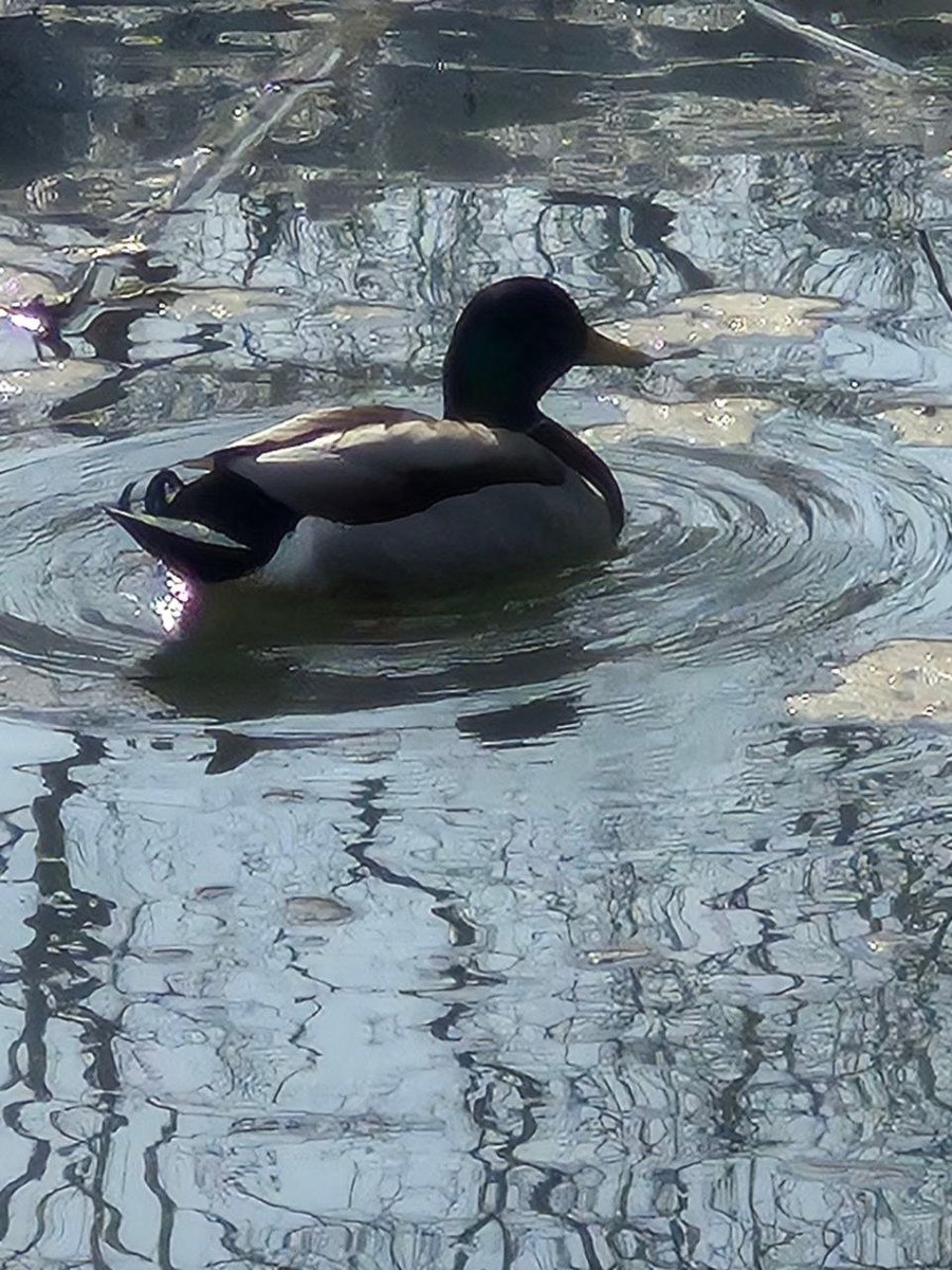 К-поп скуф (dictor_ribin) tweet media