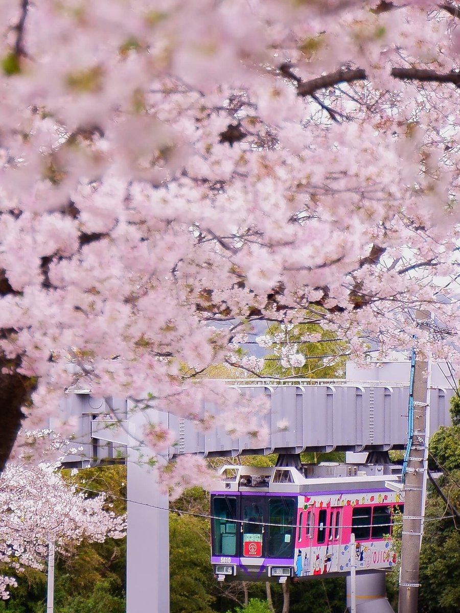 湘南モノレール【公式】 tweet media