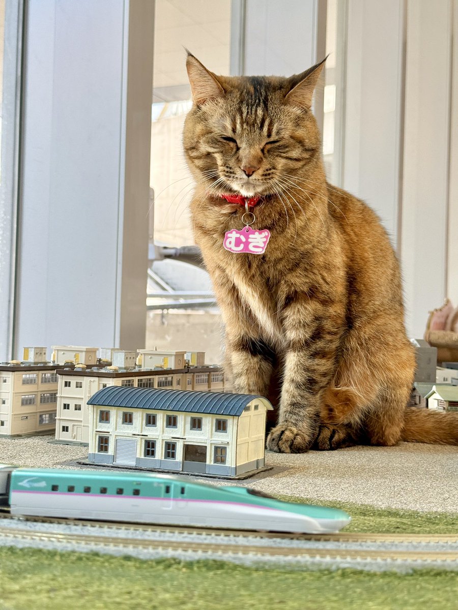 保護猫カフェ 大阪文化館・ジオラマ食堂 Cats Wonderland Osaka-bay tweet media