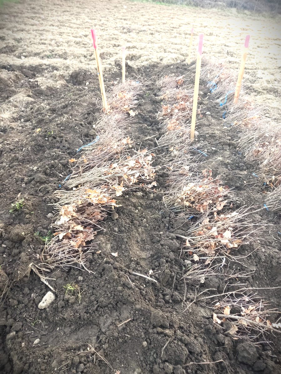 RNP_Romsilva's tweet image. 🌱📸 Lucrări de completări în plantații efectuate de către colegii noștri de la Ocolul Silvic Făget din cadrul Direcției Sivlice Timiș, în cadrul acestor lucrări urmând a fi plantați, în total, 9.300 de puieți forestieri din speciile stejar și gorun

#romania #România #forestry