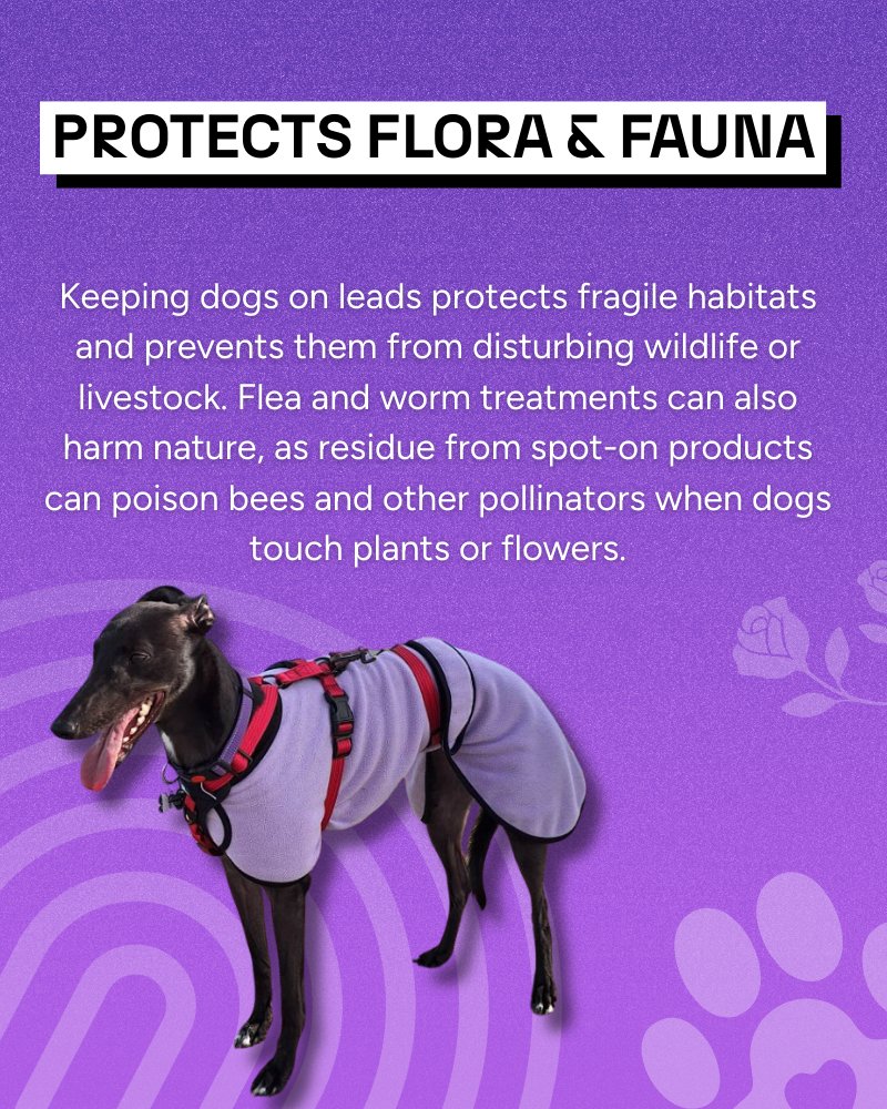 Greyhound Homing UK tweet media