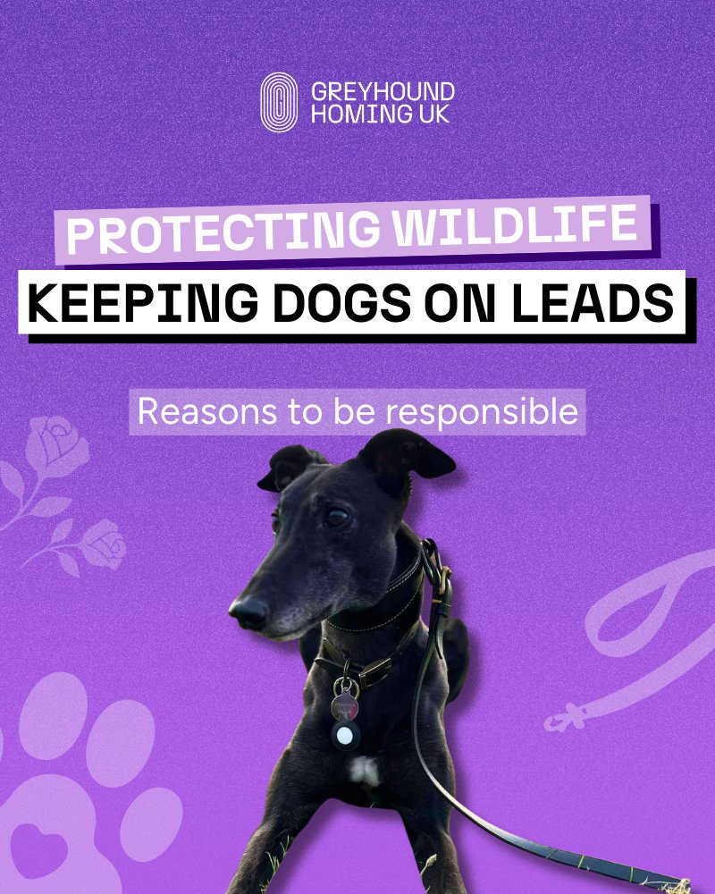 Greyhound Homing UK tweet media