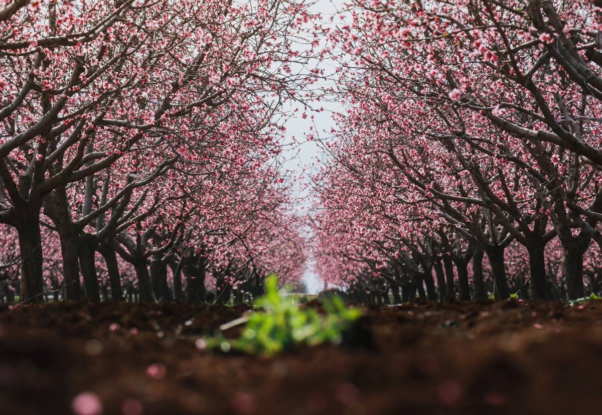 DARAA PINTEREST tweet media