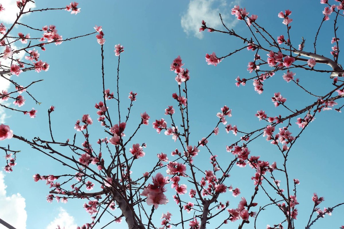 DARAA PINTEREST tweet media