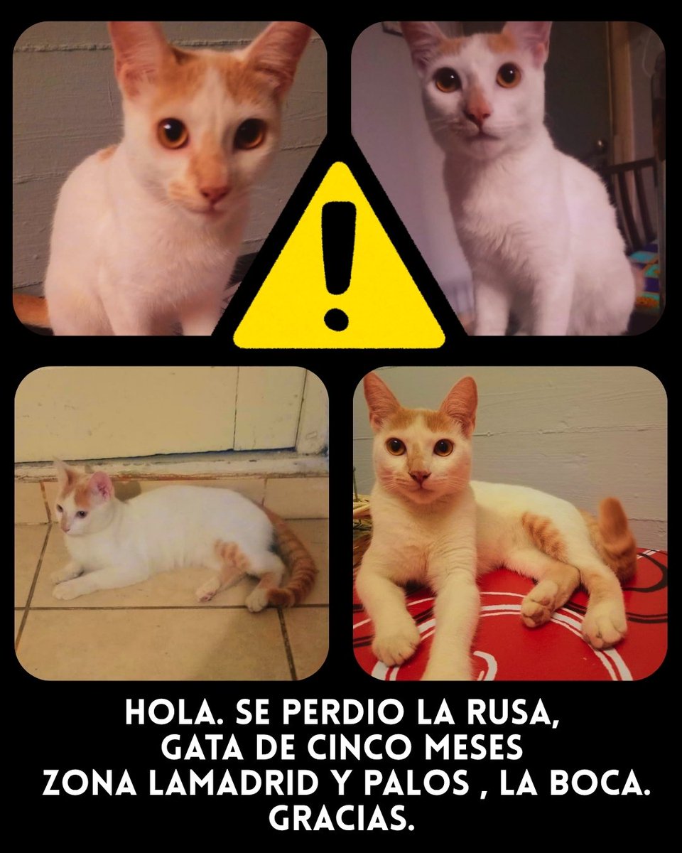 Guadalupe Cataldo tweet media