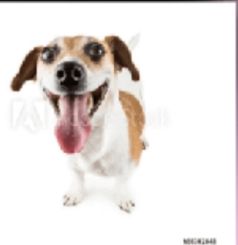 Ferrer do Vit / Embaixa mais legal da LAL 🦈🐆 tweet media