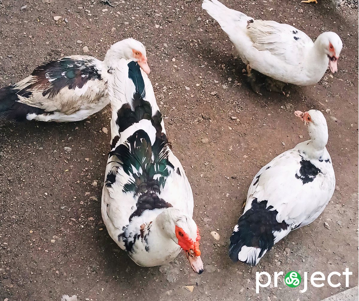 project trinitē tweet media