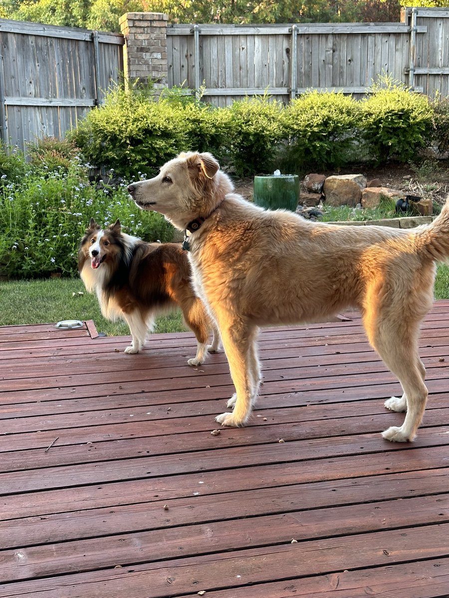Jan (🌈Walker Texas Sheltie) tweet media