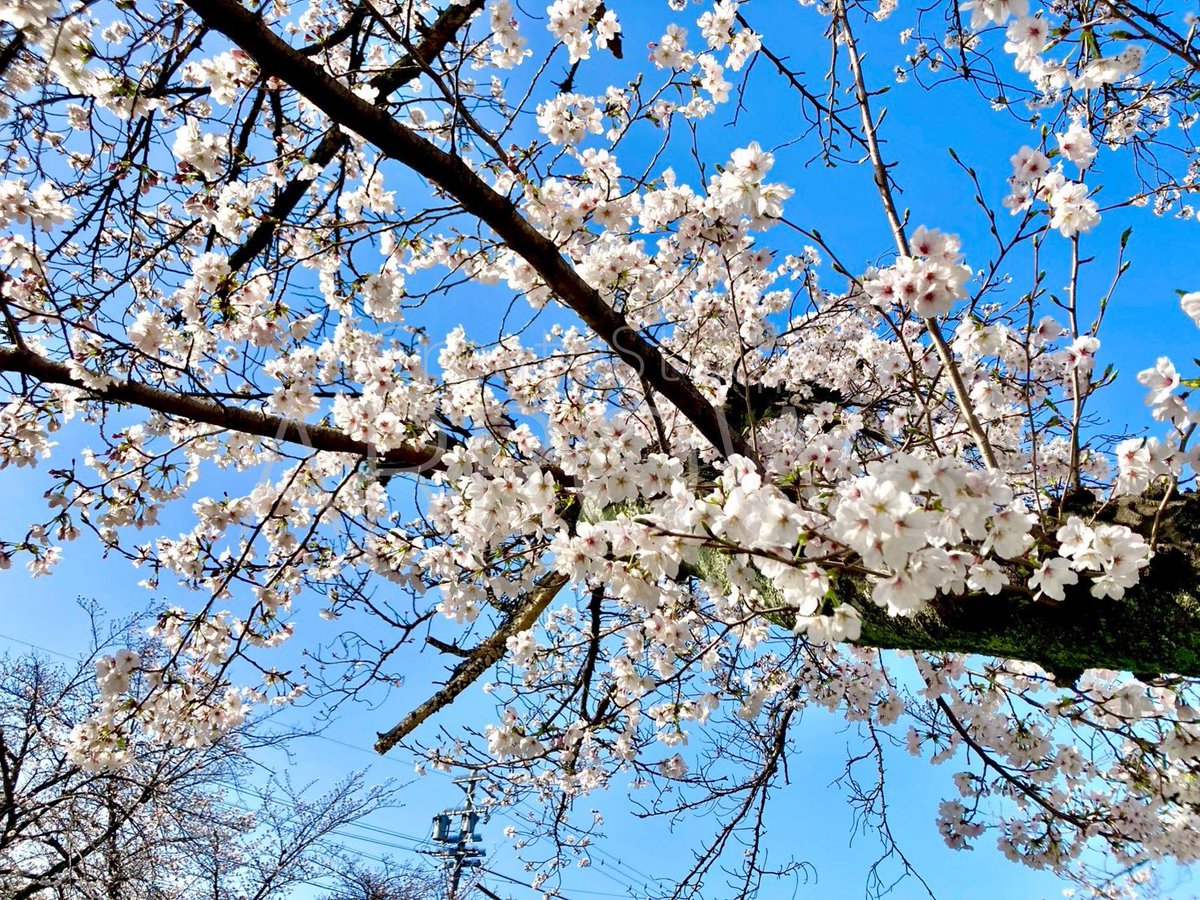 スタジオアローズ tweet media