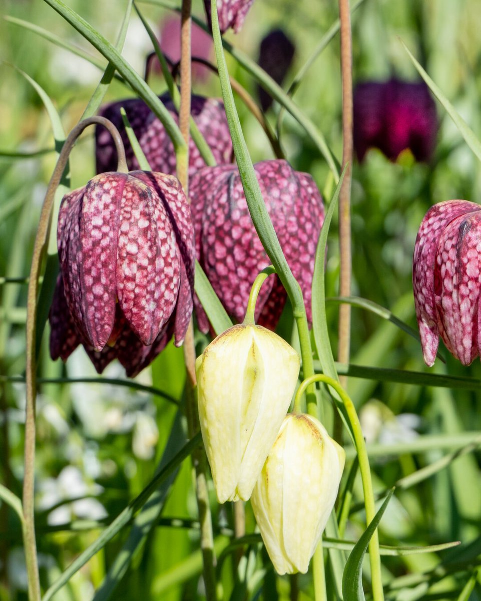 Flowerbulbs.com tweet media