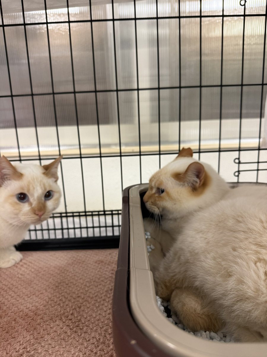 一般社団法人オホーツクねこの会【公式】 tweet media