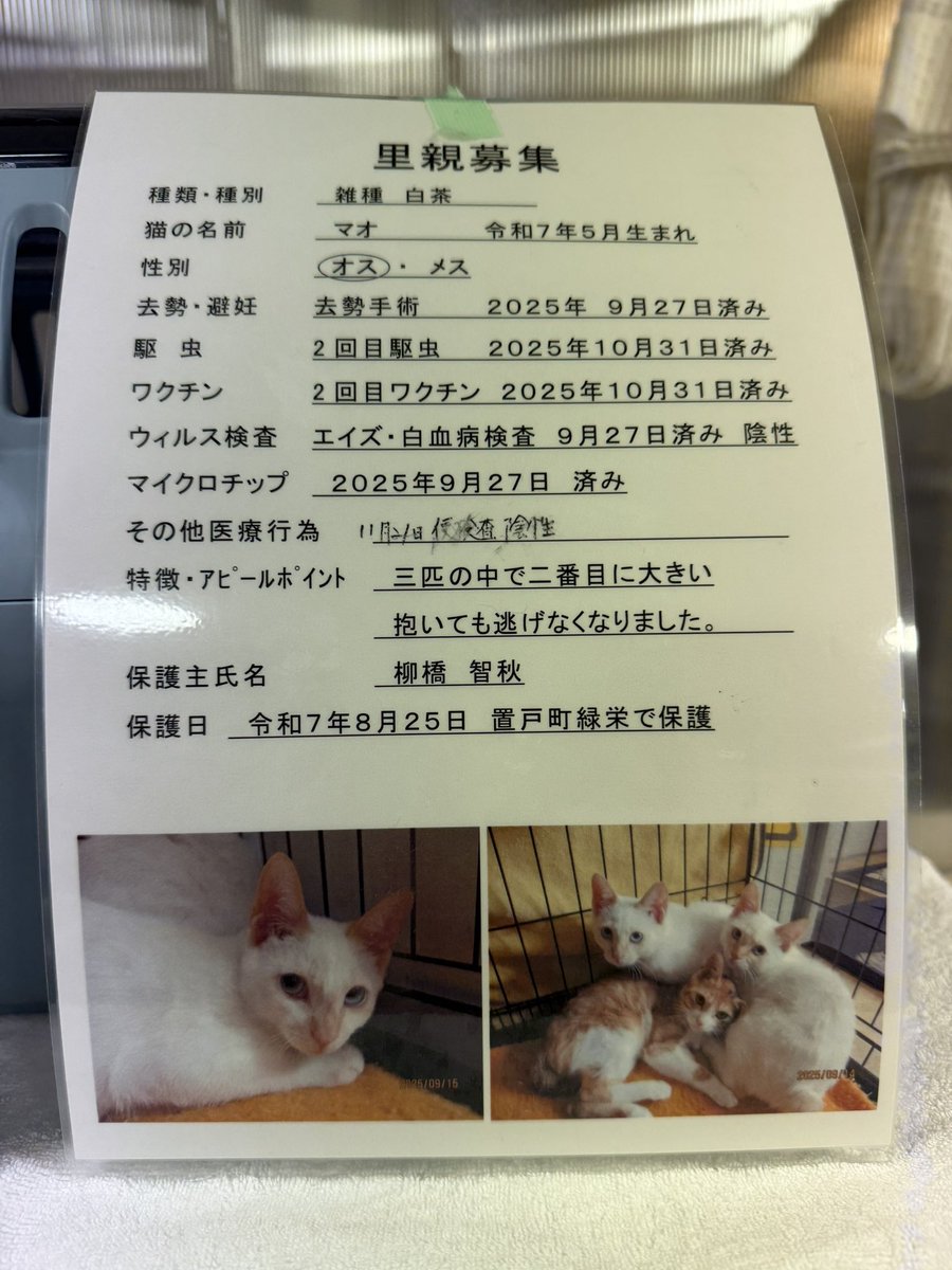 一般社団法人オホーツクねこの会【公式】 tweet media