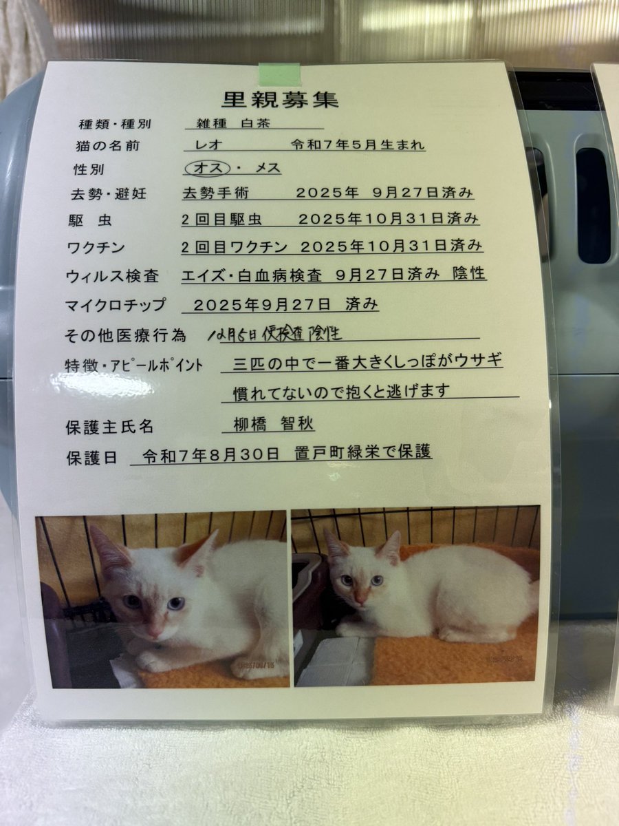 一般社団法人オホーツクねこの会【公式】 tweet media