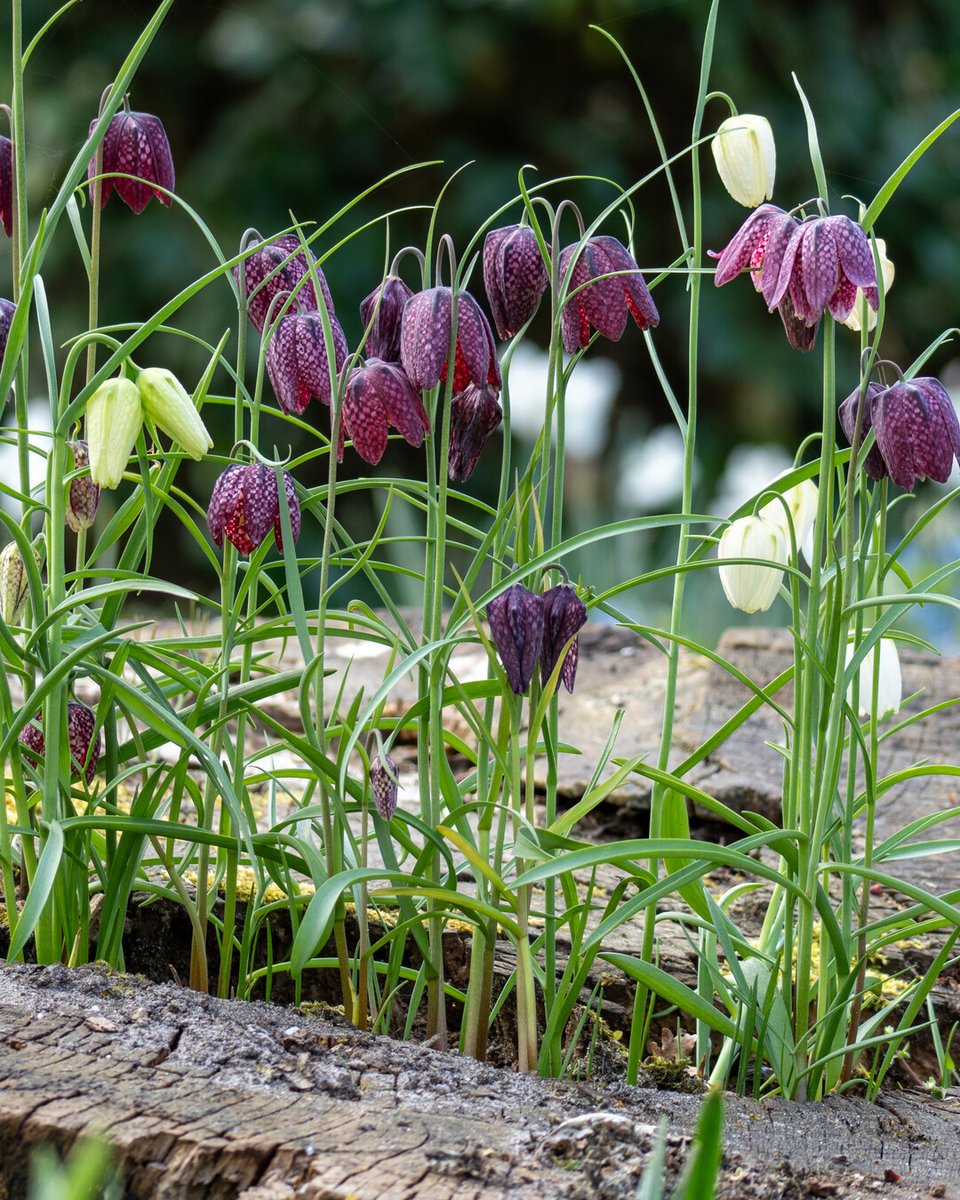 Flowerbulbs.com tweet media