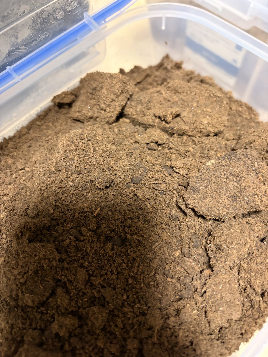 ぼくのたからばこ@クワガタから愛と命と経営を学ぶ6歳 tweet media