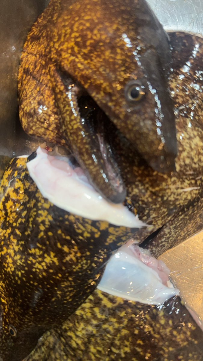 teamうつぼ tweet media