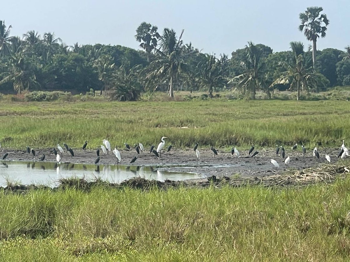 WHROGHANA tweet media