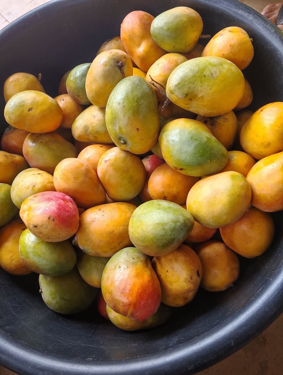 Yam seller in Benue tweet media
