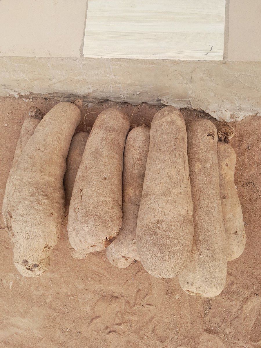 Yam seller in Benue tweet media