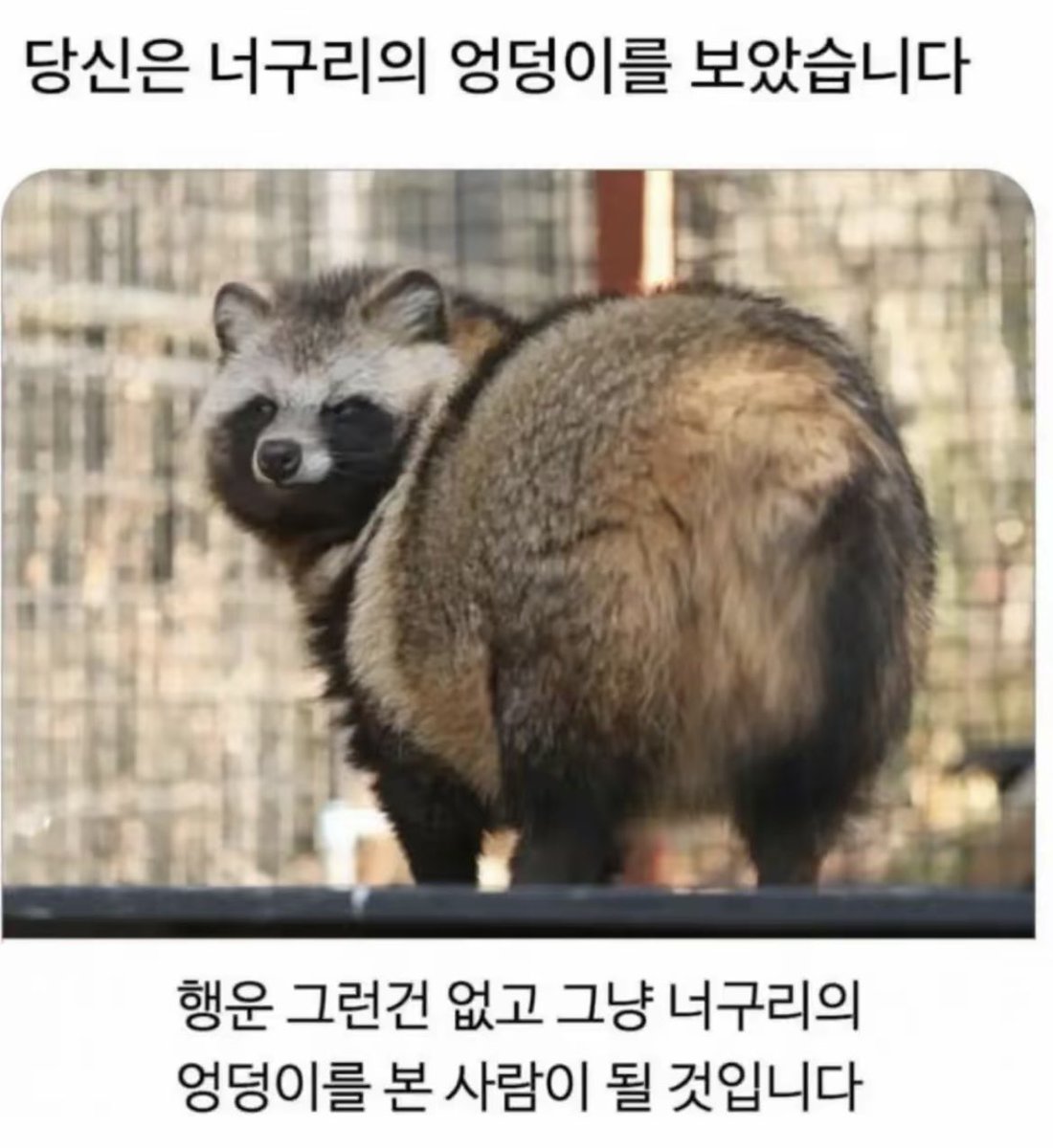 돌아온지지 tweet media