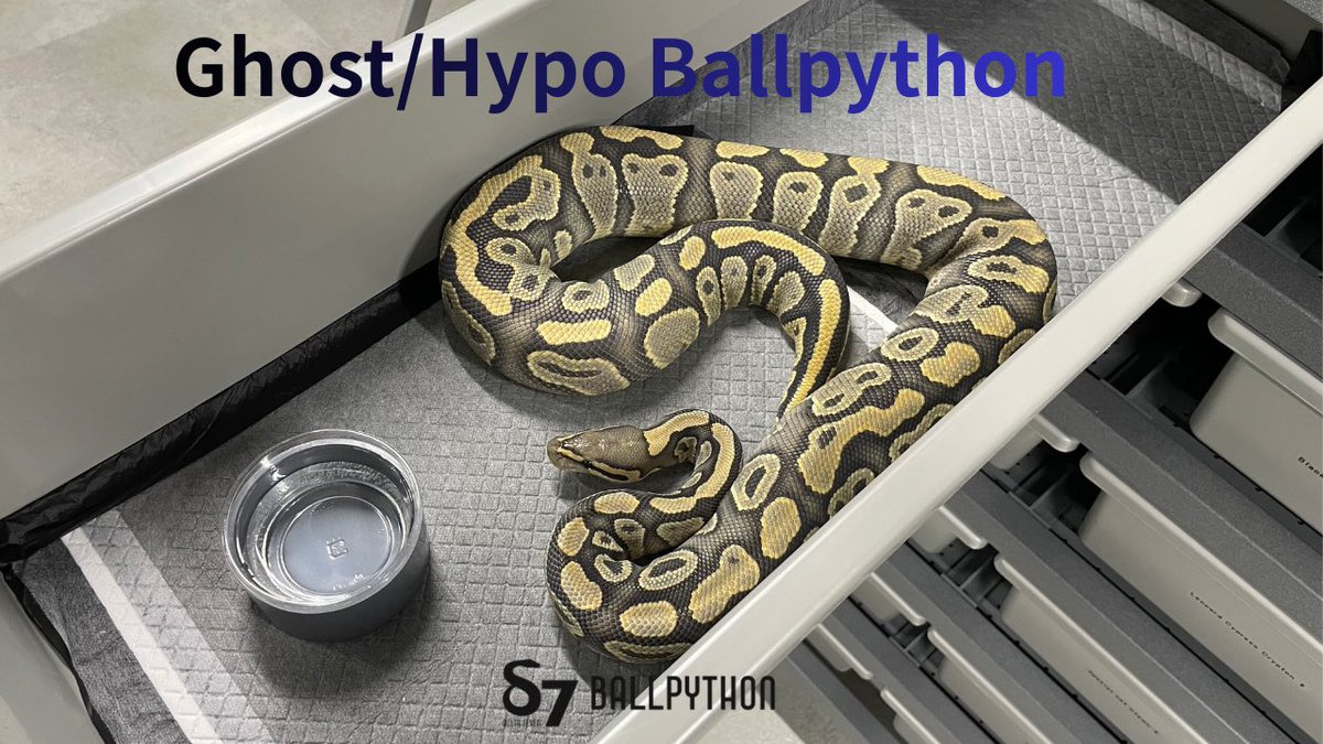 δ7Ballpython tweet media