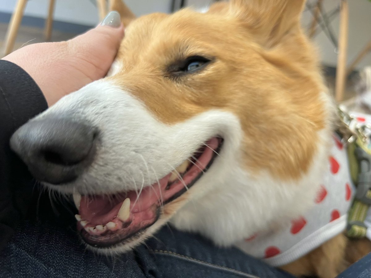 ★ EIN ★@甘えん坊コーギー☻ tweet media