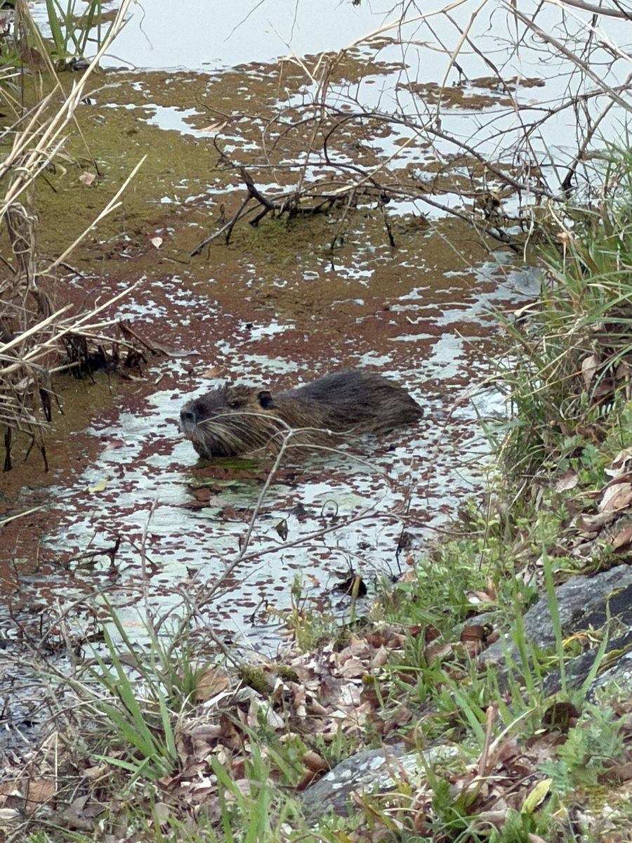 Oliver Jia (オリバー・ジア) tweet media