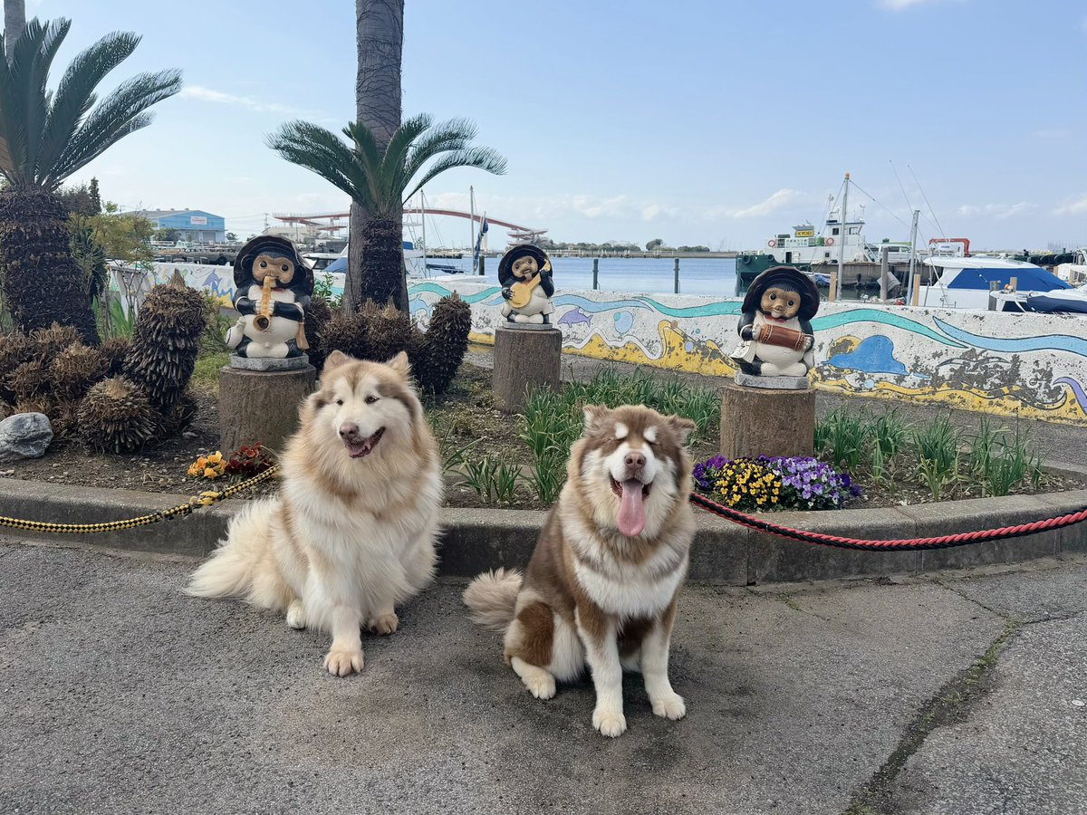 大型犬カフェGRAND MOU《ぐらんむー》 tweet media