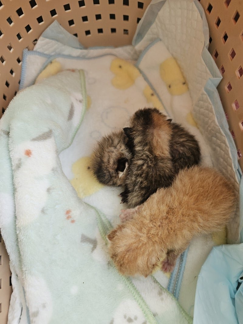 トートバッグに入れられ、
棄てられてたそうです…
初乳も飲めていないような
産まれたての子達。