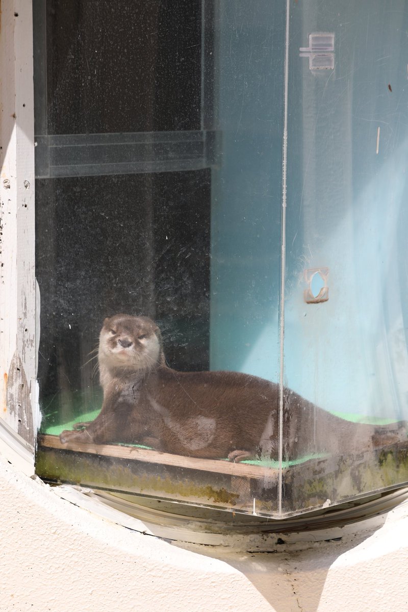 桂浜水族館 公式 tweet media